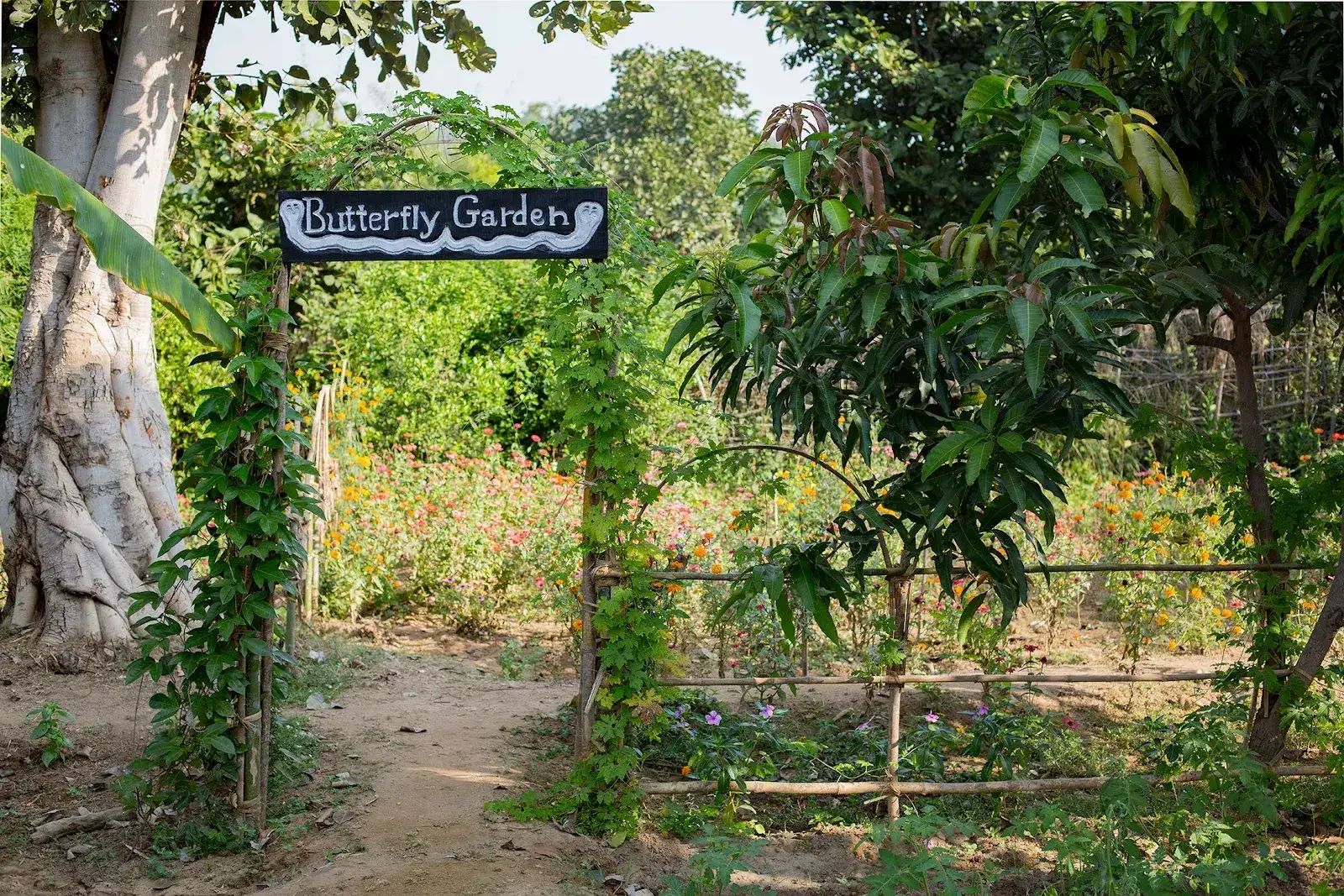 Kings Lodge - Bandhavgarh, photo 3