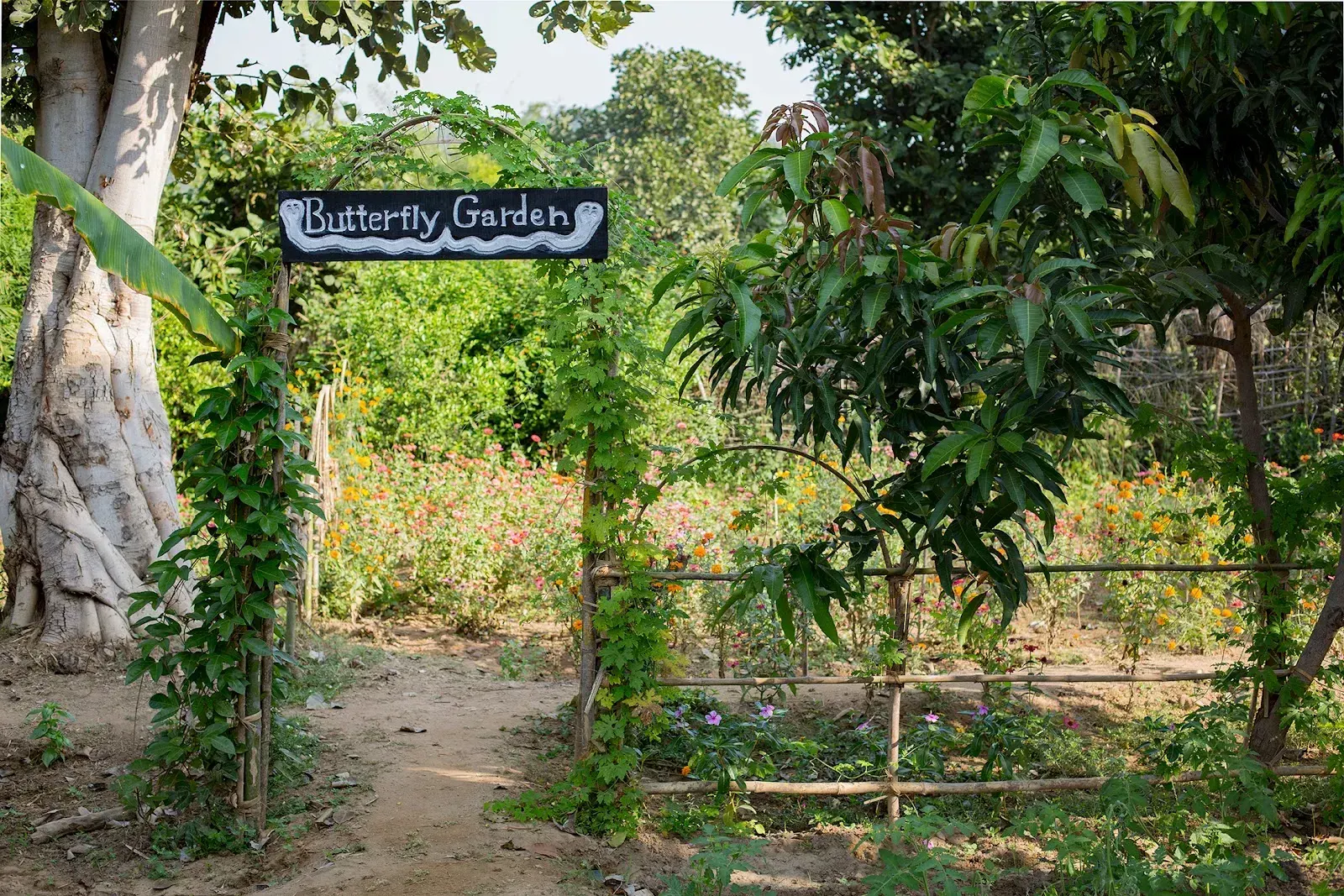 Kings Lodge - Bandhavgarh, photo 3