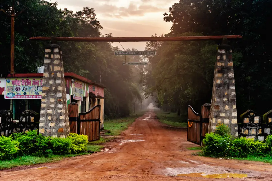 The tiger-reserve forest gate in the mist before a morning drive
