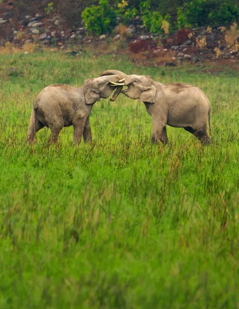 Manas Wildlife Safari — Assam