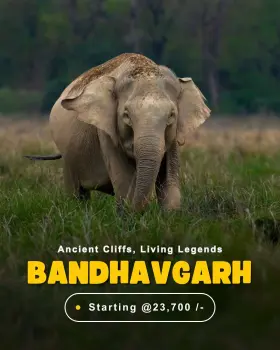 Asian elephant