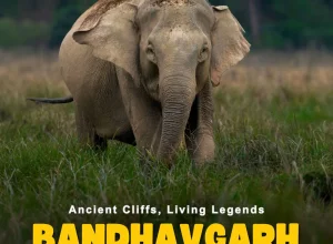 Kaziranga wildlife — 2-day itinerary