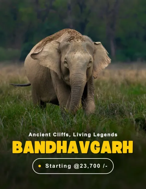Kaziranga Wildlife Safari — Short Break — Assam