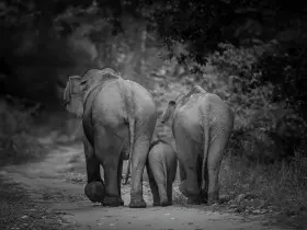 Asian elephant