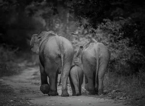 Dudhwa wildlife — 2-day itinerary