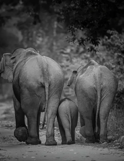 Kaziranga Wildlife Safari — Assam