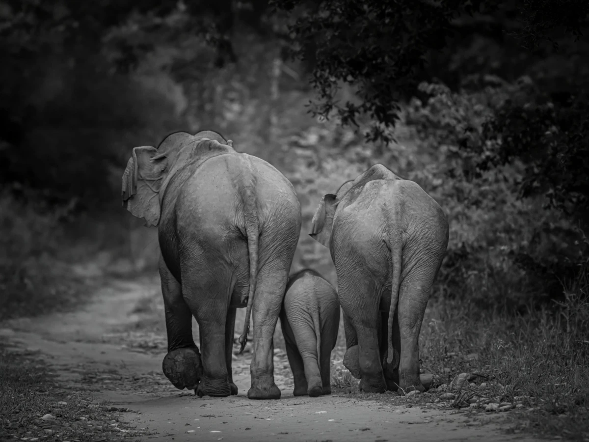 Bandipur — Karnataka