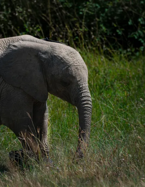 Kaziranga Wildlife Safari — Assam