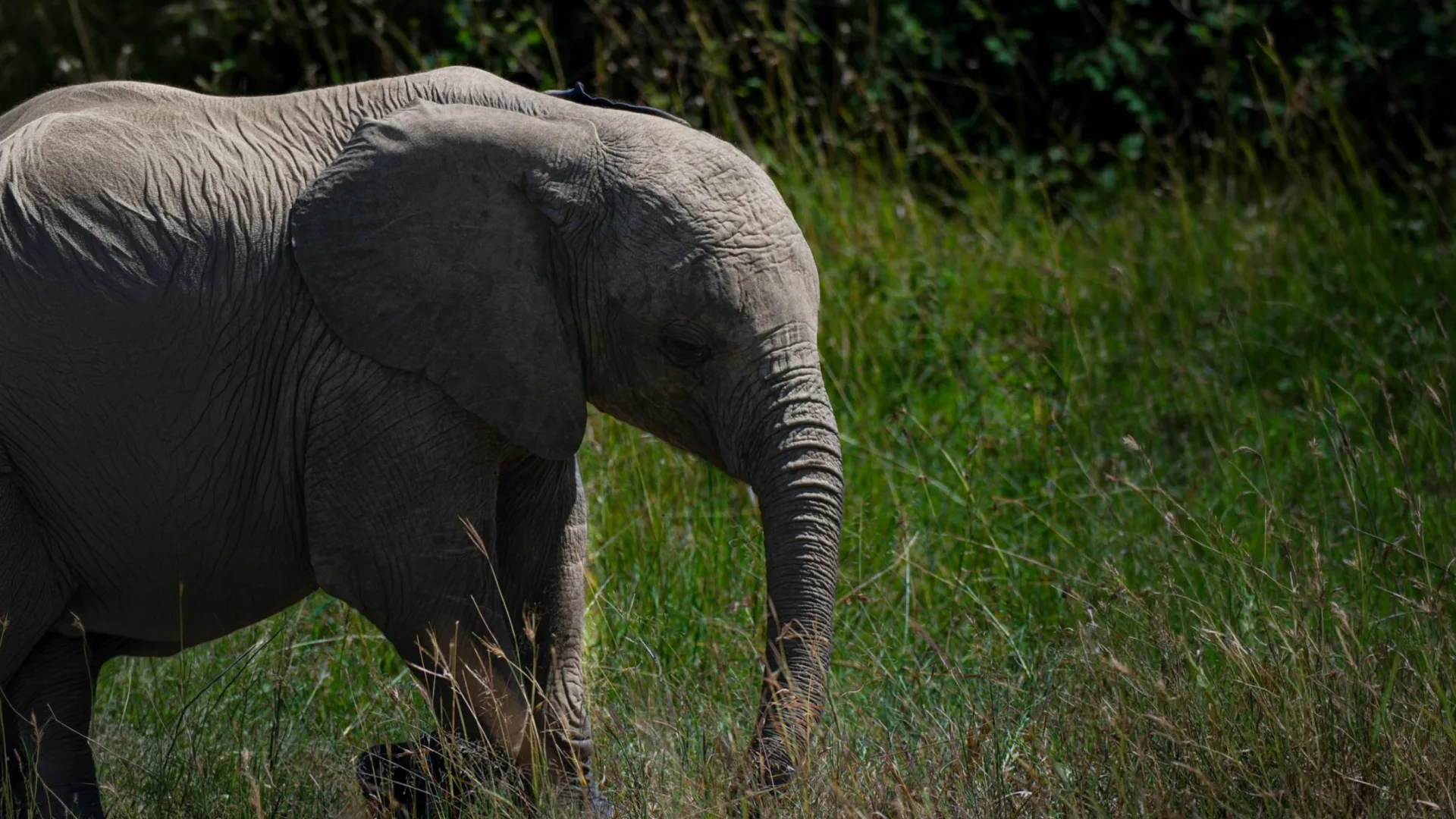 Asian elephant on an Indian wildlife safari