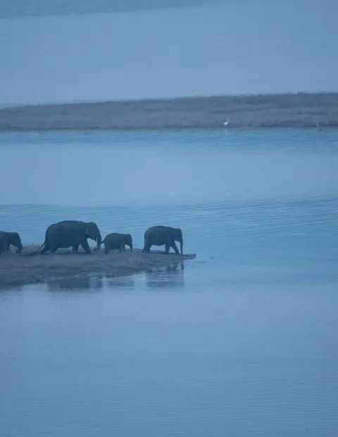 Manas Wildlife Safari — Grand Safari — Assam