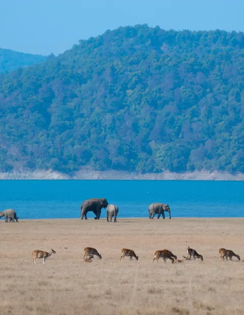 Kaziranga Wildlife Safari — Assam
