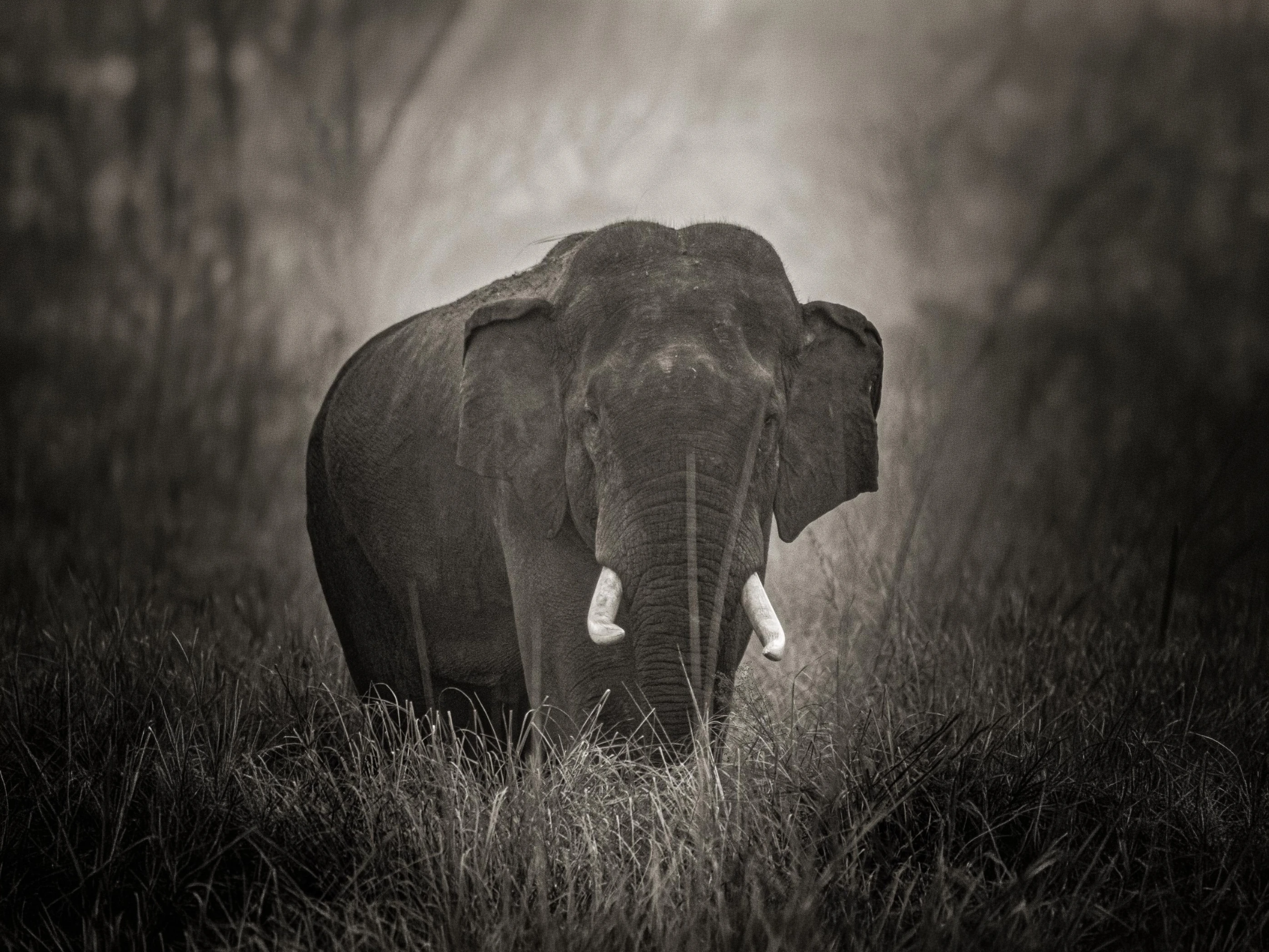 Jim Corbett Tiger Safari — Uttarakhand