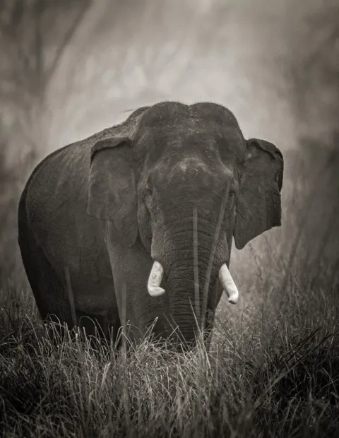 Manas Wildlife Safari — Short Break — Assam