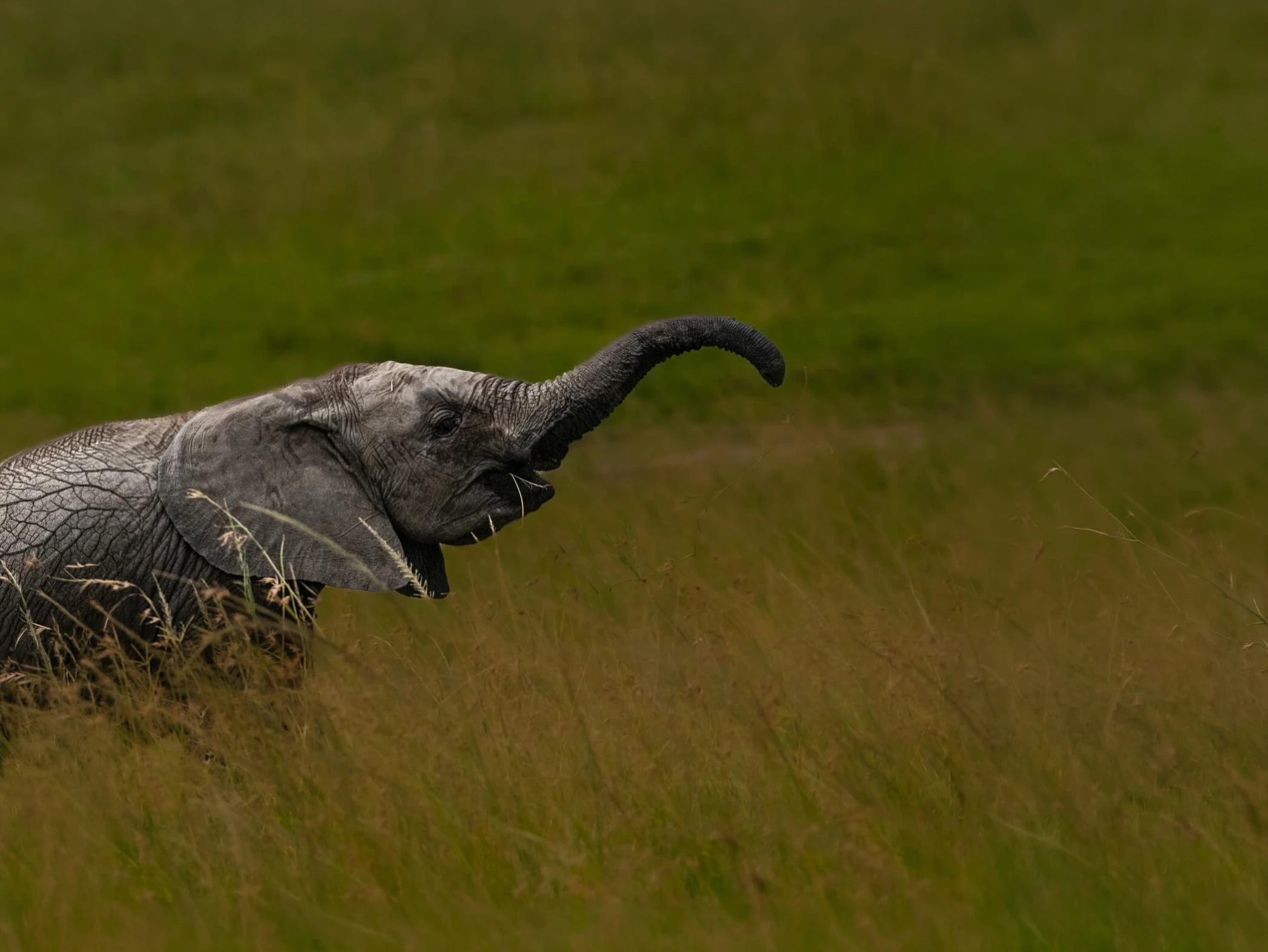 Kaziranga Wildlife Safari — Assam