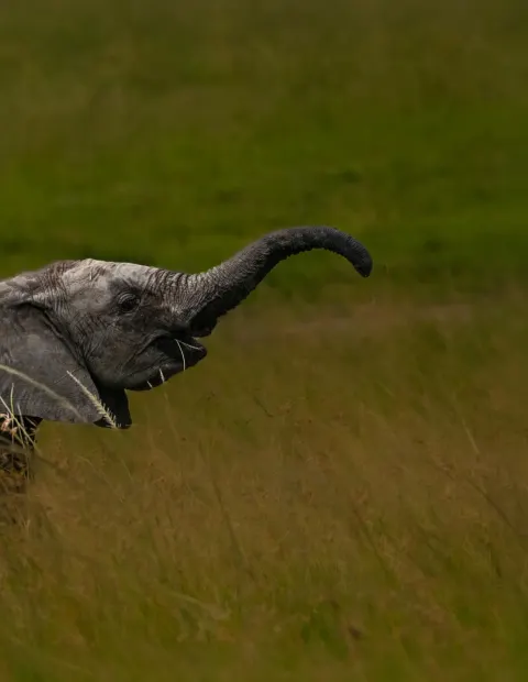 Manas Wildlife Safari — Grand Safari — Assam