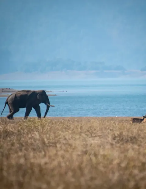 Rajaji Elephant Safari — Extended Safari — Uttarakhand