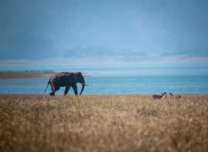 Jim Corbett wildlife — 4-day itinerary