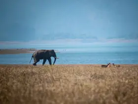 Asian elephant