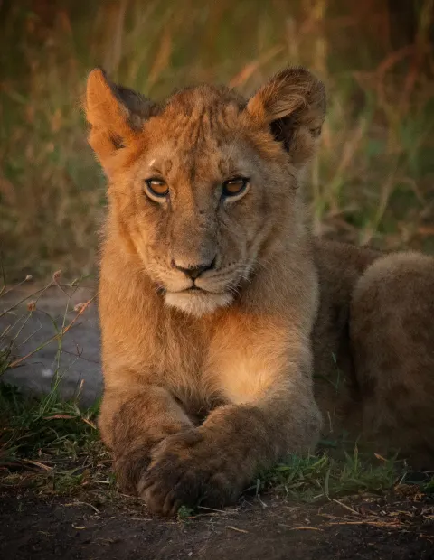 Gir Lion Safari — Grand Safari — Gujarat