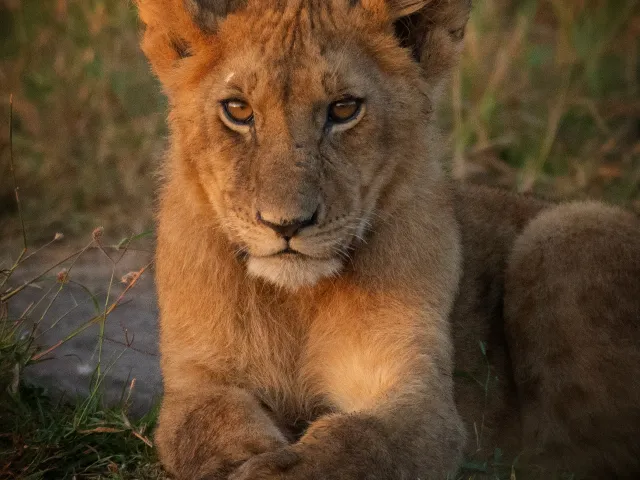 Gir Lion Safari — Gujarat