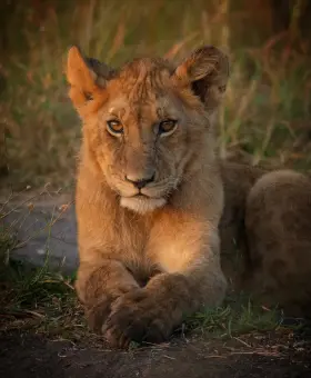 Asiatic lion of Gir