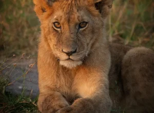 Gir wildlife — 5-day itinerary