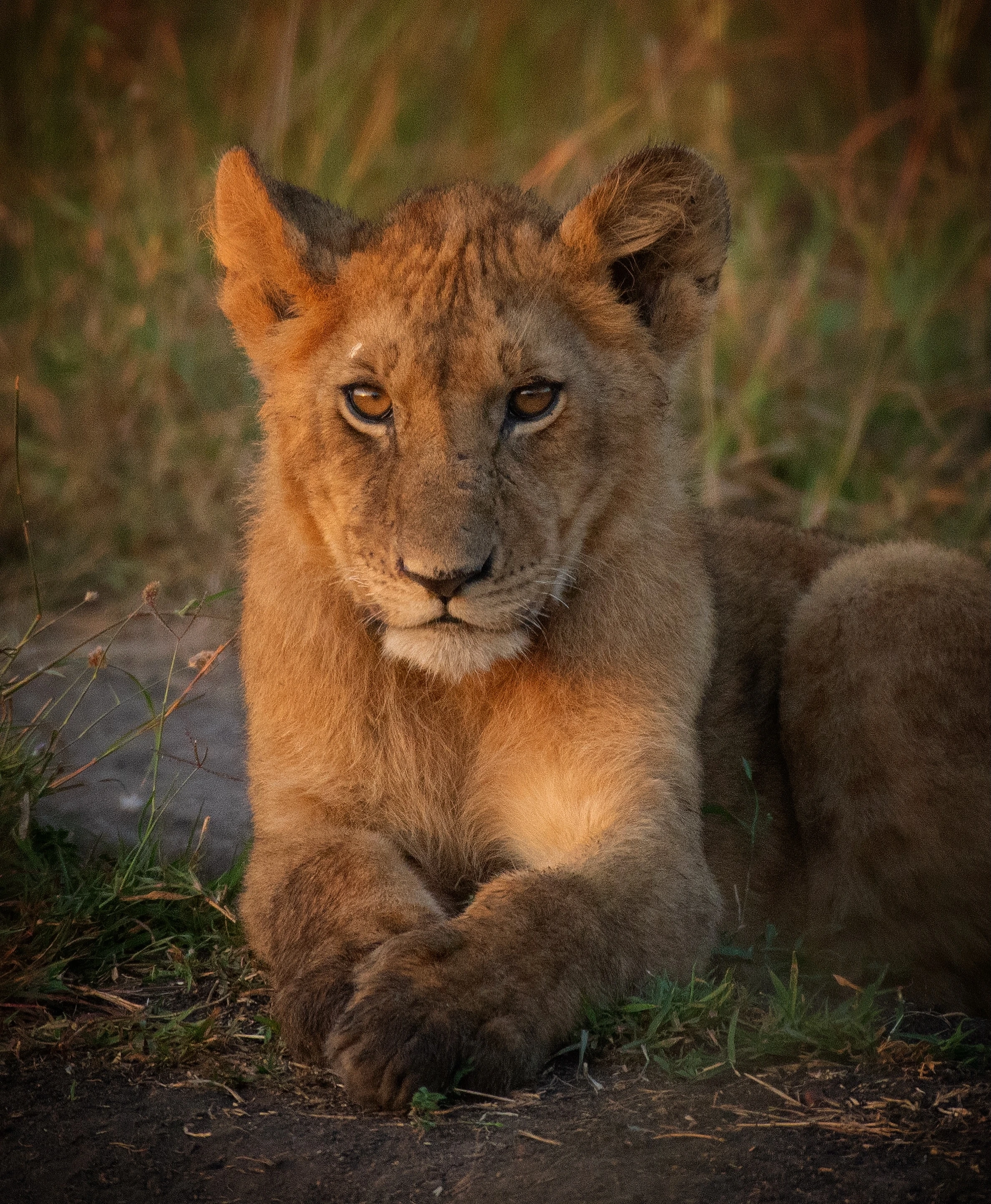 Gir Lion Safari — Gujarat