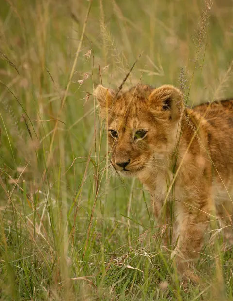 Gir Lion Safari — Gujarat