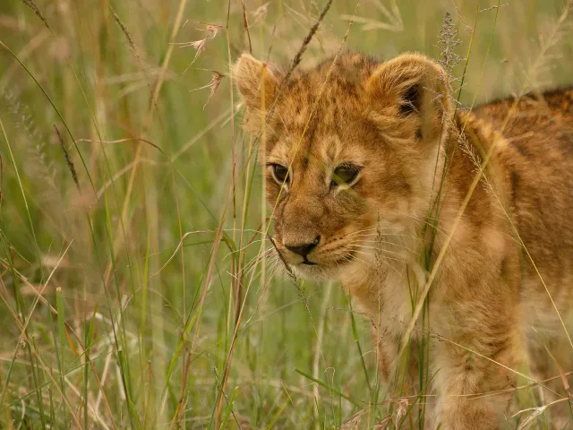 Gir Lion Safari — Gujarat