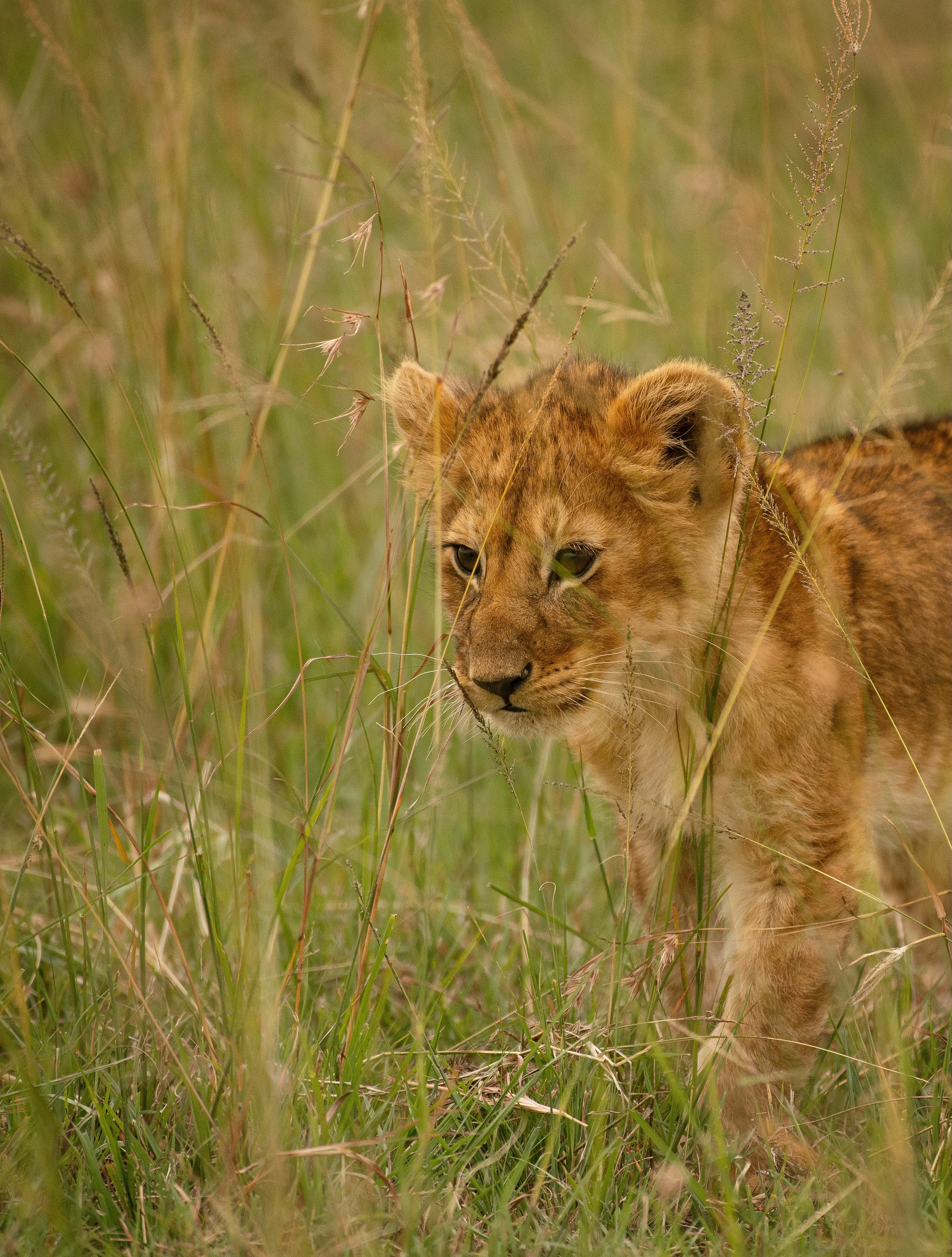 Gir Lion Safari — Gujarat