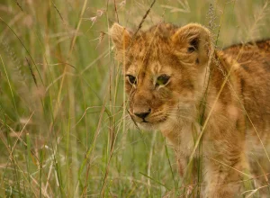 Gir wildlife — 3-day itinerary