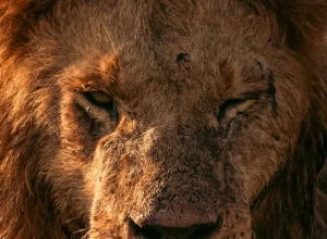 Gir wildlife — 4-day itinerary