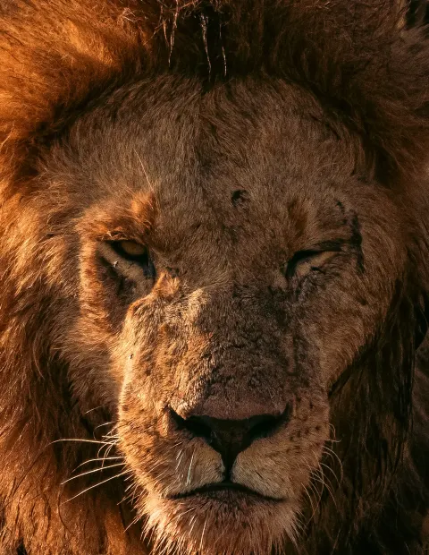 Gir Lion Safari — Grand Safari — Gujarat