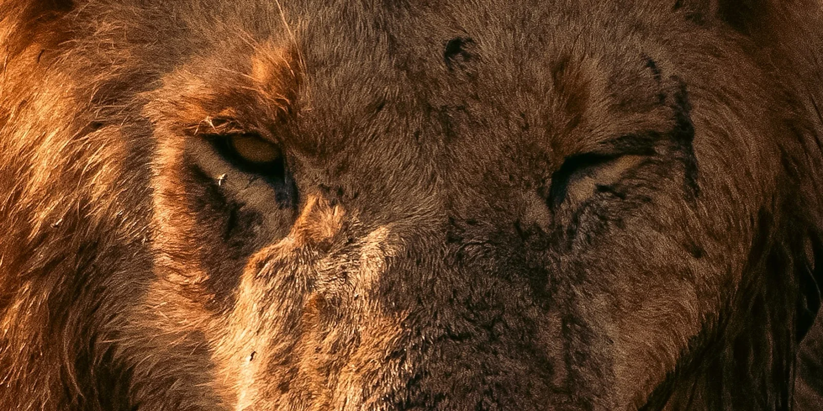 Big Cats of India Tour, Tiger Safari India, Lion Safari