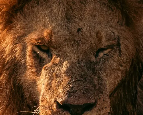 Top safaris in Kanha gallery image 2