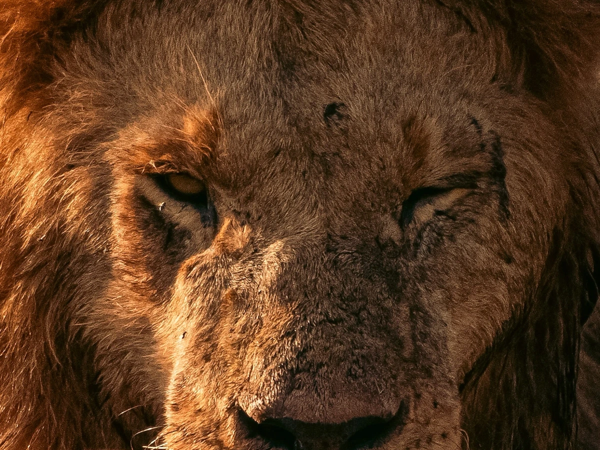 Gir — Gujarat