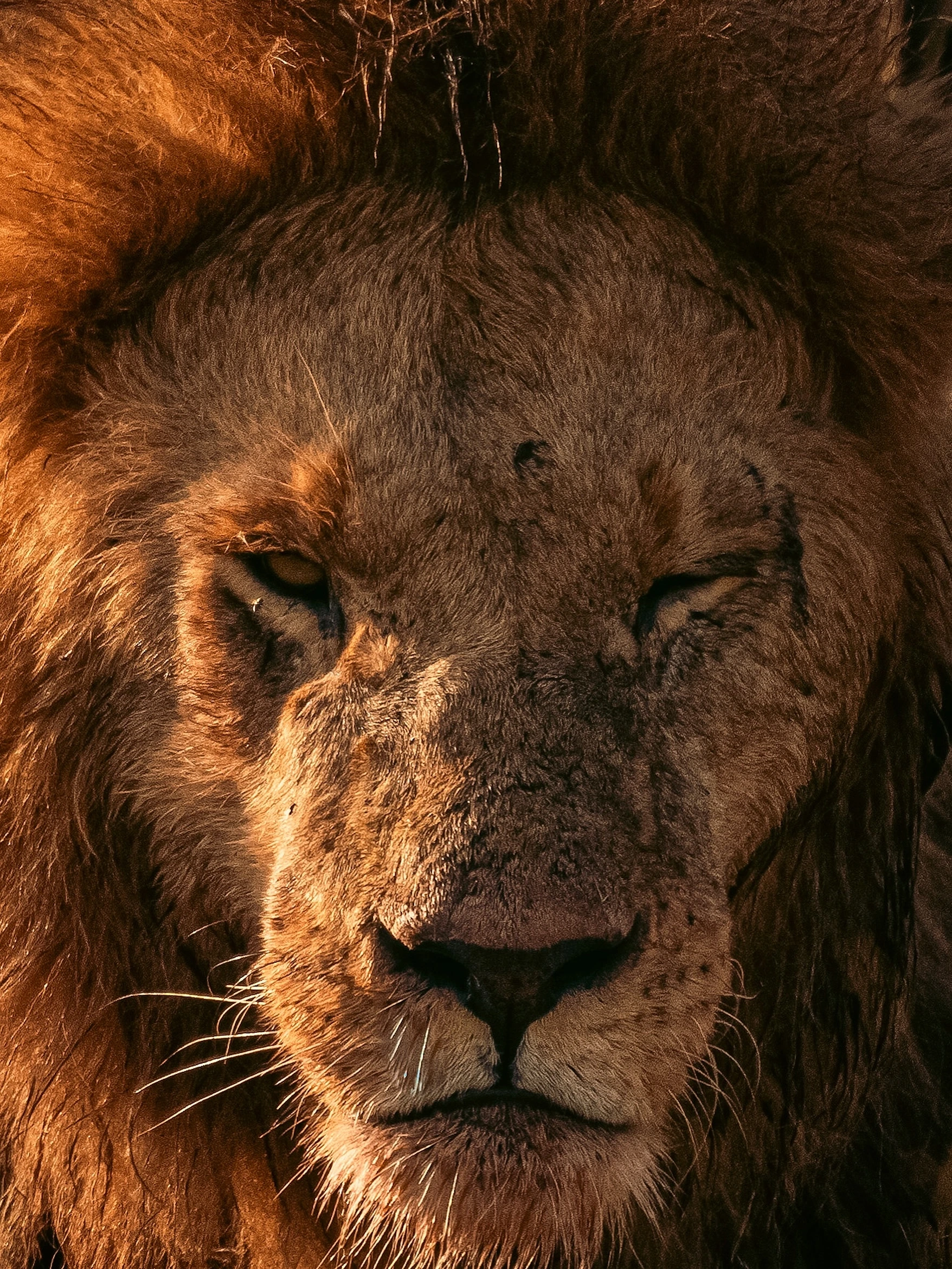 Gir Lion Safari — Gujarat
