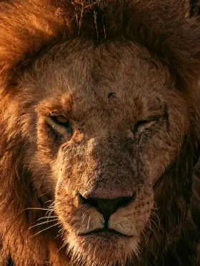 Asiatic lion of Gir