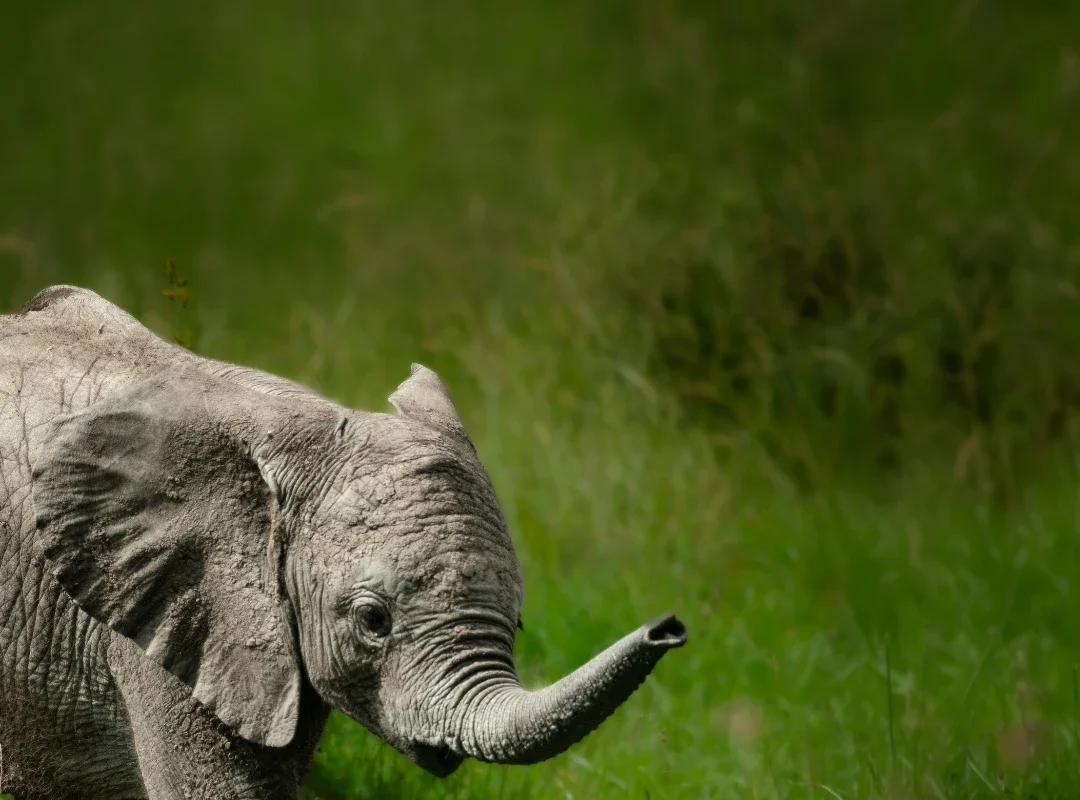 Packing for Your First Indian Safari: A Practical Checklist