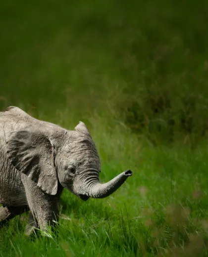 Packing for Your First Indian Safari: A Practical Checklist