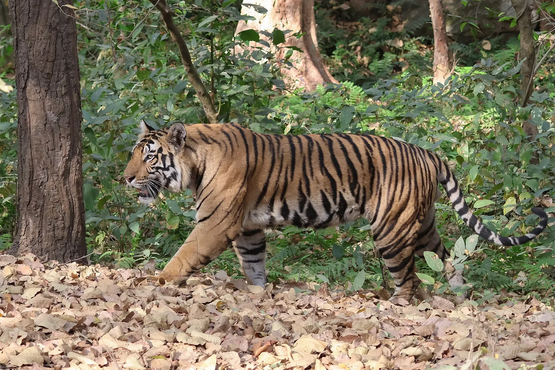 Bengal tiger walking through forest in Bandhavgarh National Park
