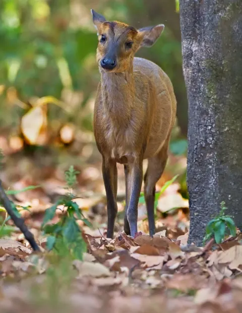 Gir Lion Safari — Gujarat