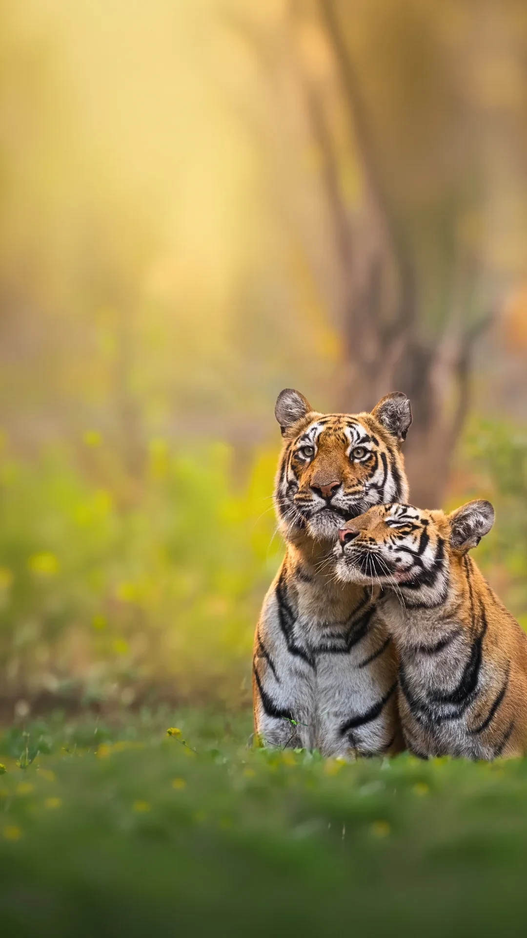Wildlife safari in India