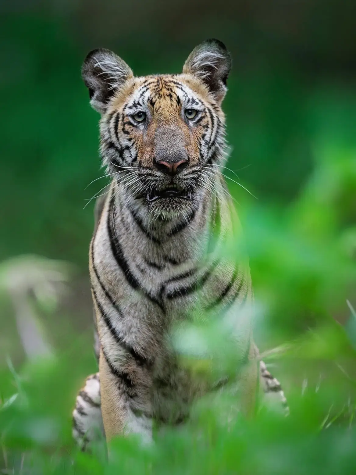 Young tiger standing in green forest