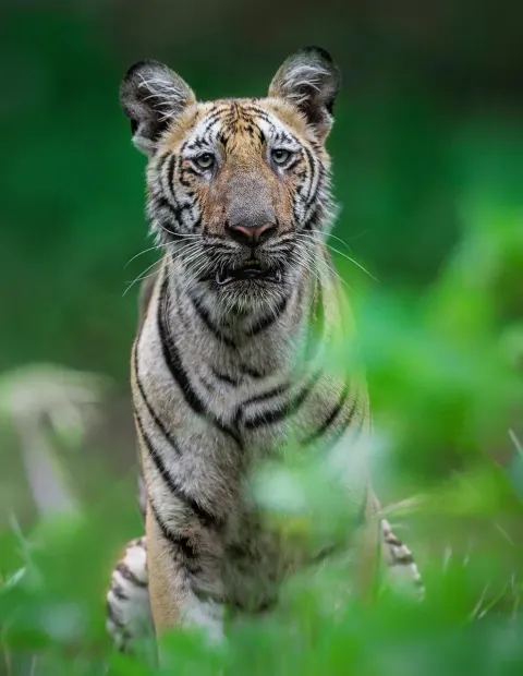 Kanha National Park Safari — Extended Safari — Madhya Pradesh