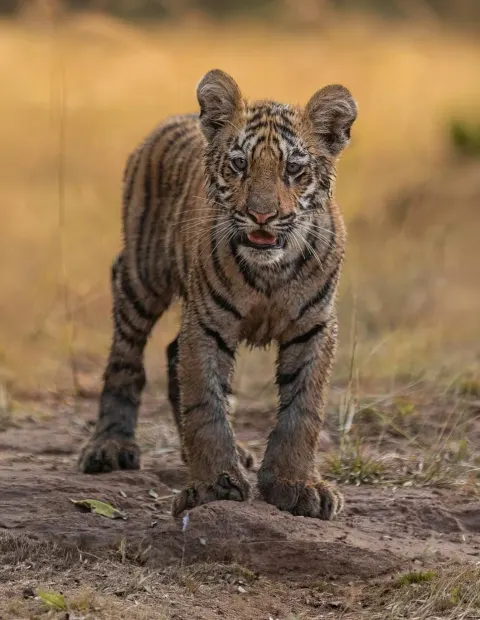 Tipeshwar Tiger Safari — Weekend Getaway — Maharashtra