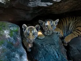 Bengal tiger in the wild