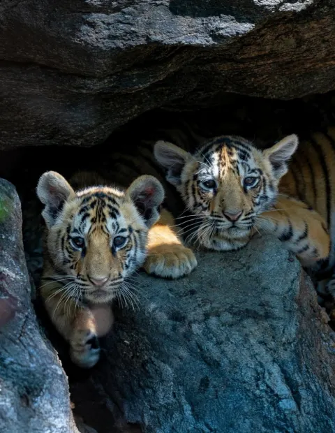 Satpura Walking & Jeep Safari — Madhya Pradesh
