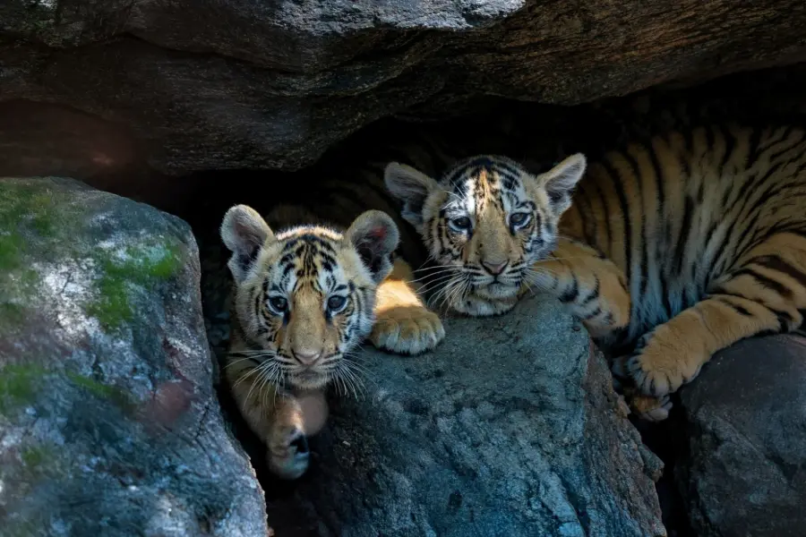 Tiger cubs resting in the undergrowth