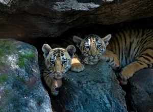 Pench wildlife — 3-day itinerary